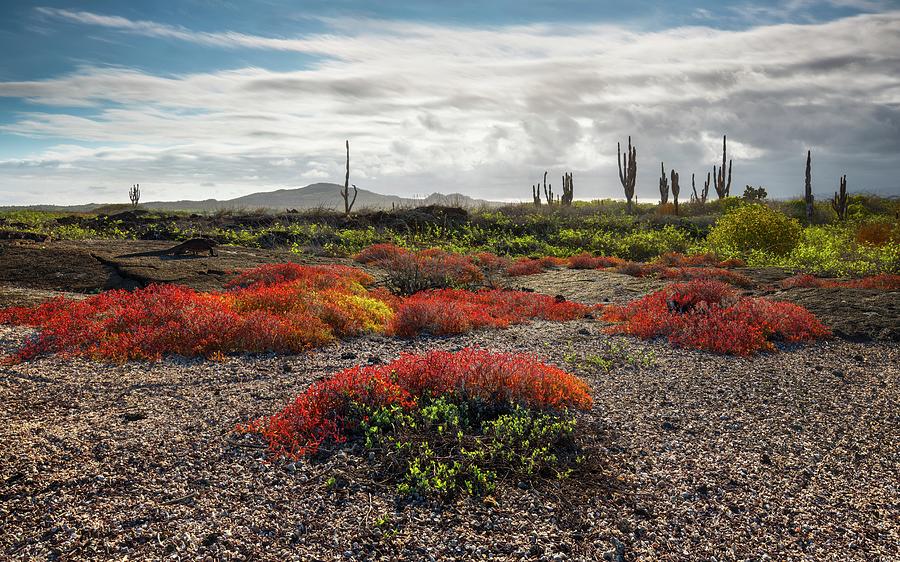 Ecuador, Galapagos Islands, Landscape Digital Art by Michael Breitung