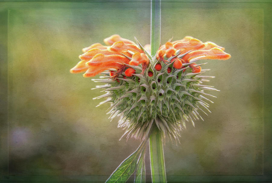 Ecuadorian Wildflower Digital Art by Terry Davis