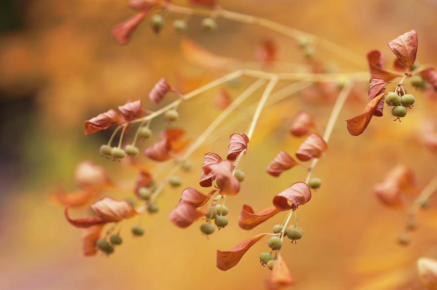 Ecurinega Ramiflora in Autumn Time Photograph by Jenny Rainbow
