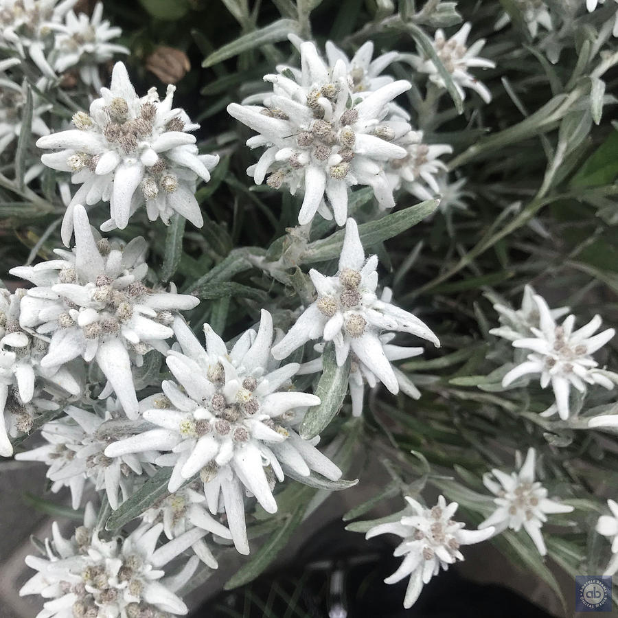 Edelweiss Photograph by Anatole Beams - Fine Art America