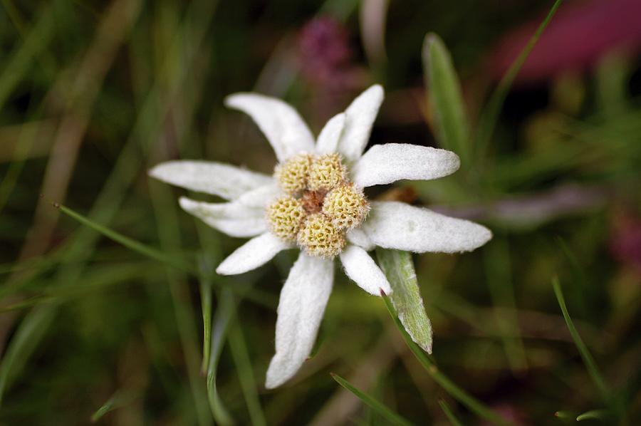 Edelweiss Growing Wild In The Grossglockner Region carinthia, Austria Photograph by Rita Newman