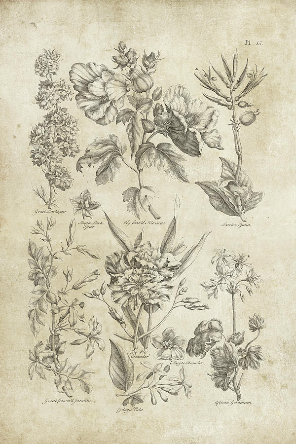 Lily Painting - Eden Antique Bookplate Iv by Wild Apple Portfolio