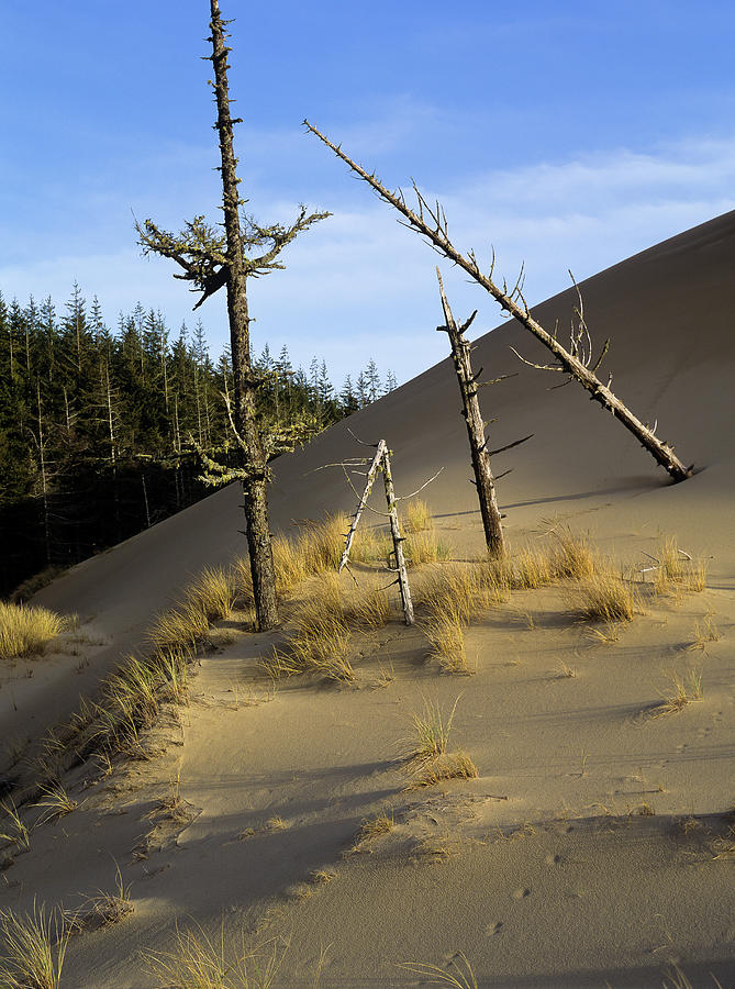 Edge of Dune Photograph by Robert Potts