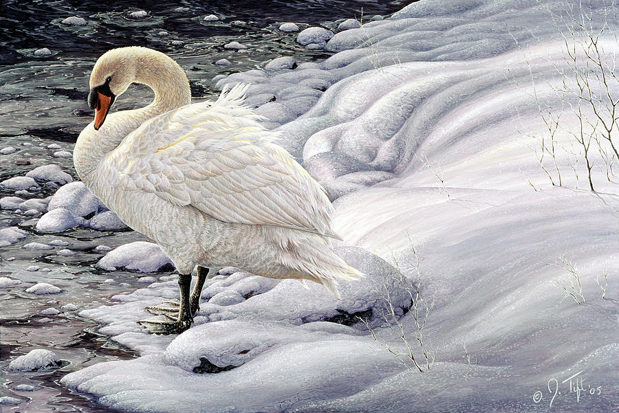 Edge Of Light - Mute Swan Painting by Jeff Tift