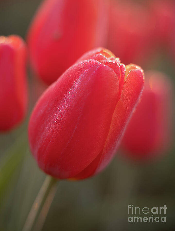 Tulip Photograph - Tulip Edges of Morning Dew Drops by Mike Reid
