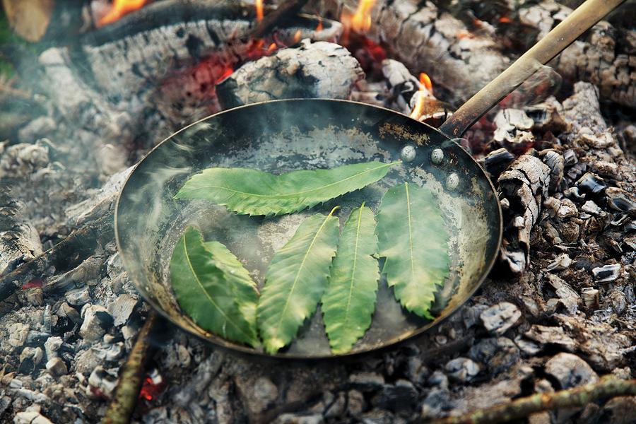 Edible Chestnut Leaves Being Roasted In A Pan Over An Open Fire Photograph by Hugh Johnson