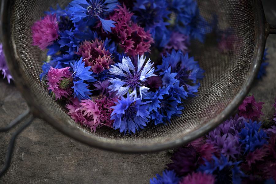 Edible Cornflowers cyanus Segetum Of Various Colours Photograph by Kati Neudert