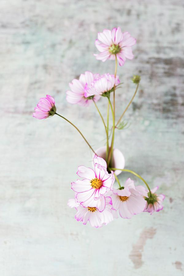 Edible Cosmos Flowers In Vase top View Photograph by Mandy Reschke