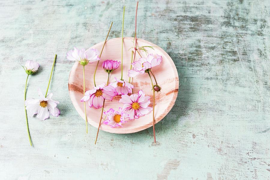 Edible Cosmos Flowers On Plate Photograph by Mandy Reschke