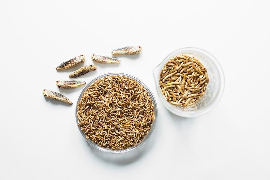 Edible, Freeze-dried Grasshoppers, Mealworms And Buffalo Worms In Glass Jars freeze-dried Photograph by Sabine Lscher