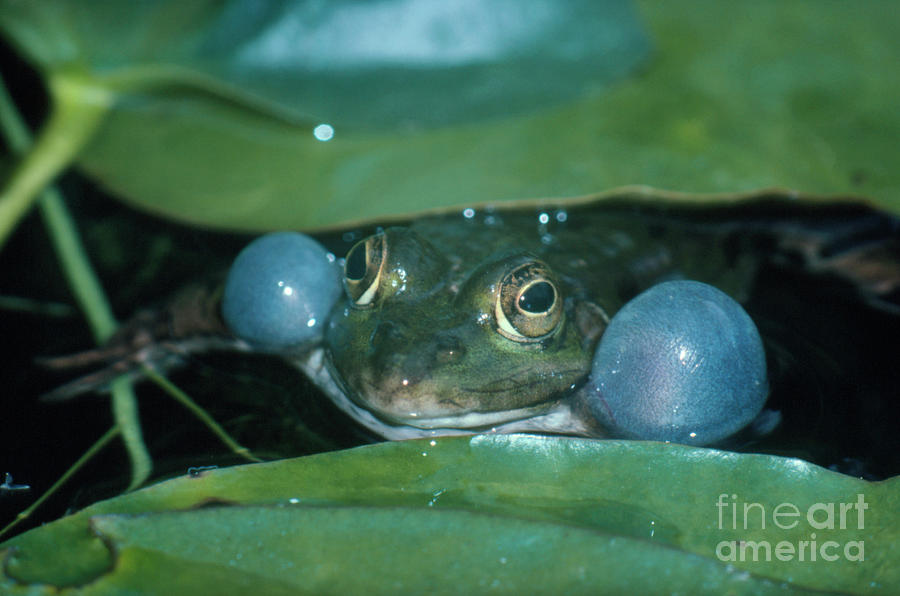 Edible Frog Calling Photograph by Science Photo Library Edible Frog Calling Photograph by Science Photo Library