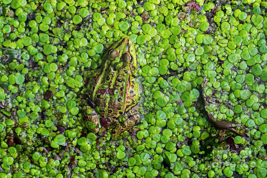 Edible Frog in Duckweed Photograph by Arterra Picture Library