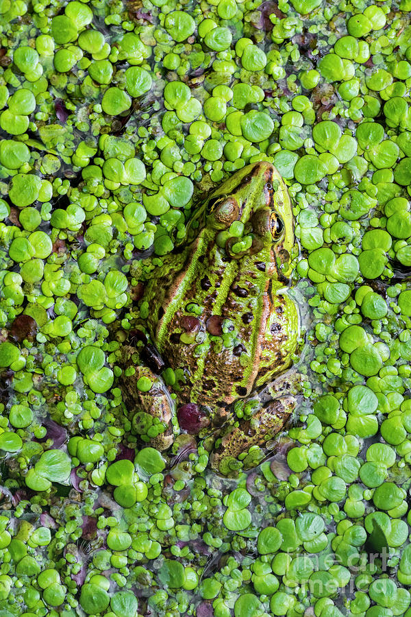 Edible Frog in Pond Photograph by Arterra Picture Library
