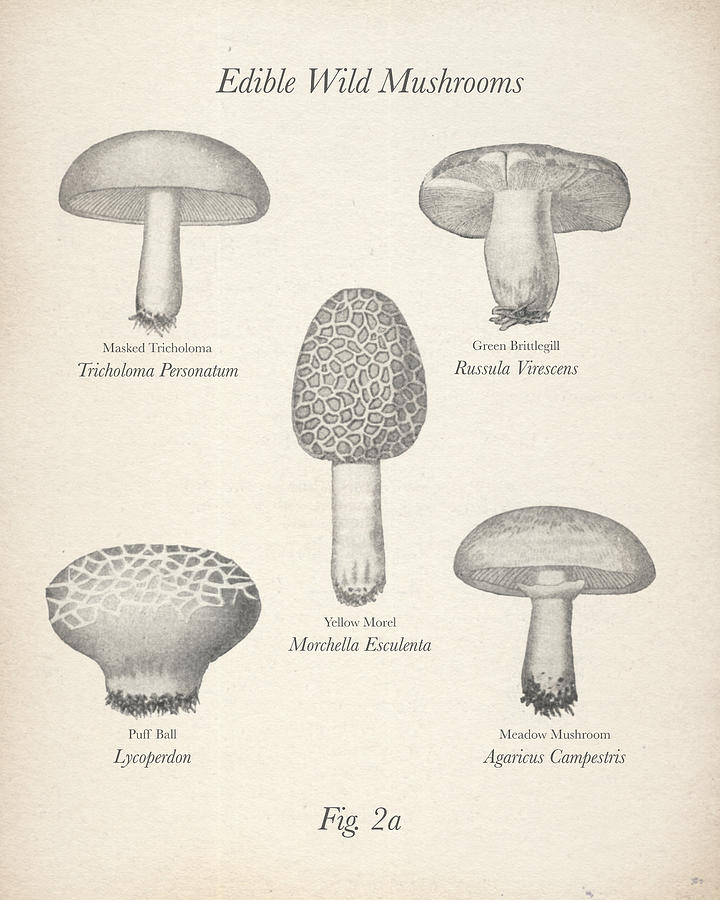 Edible Mushroom Guide Drawing by Unknown