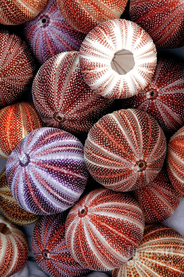Edible Sea Urchin Souvenirs Photograph by Dr Keith Wheeler/science Photo Library