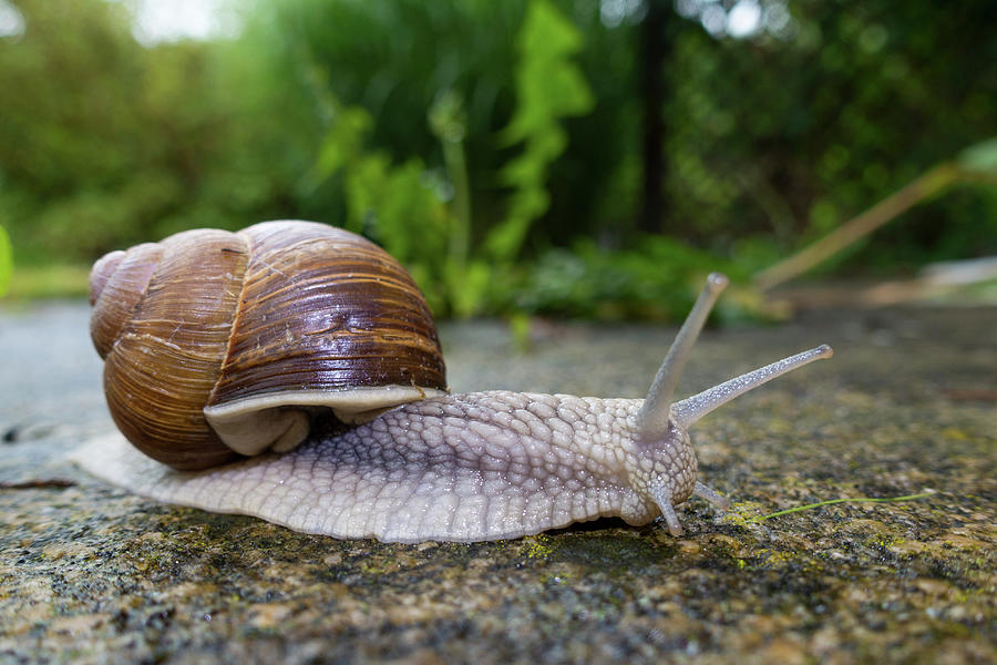 Edible Snail Photograph by Konrad Wothe