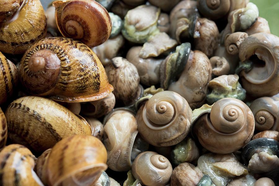 Edible Snails, Some Without Shells Photograph by Michael Van Emde Boas