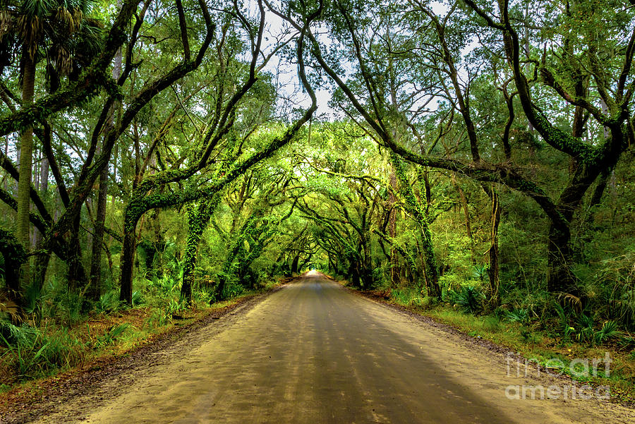 Edisto Forest Canopy Photograph by Norma Brandsberg