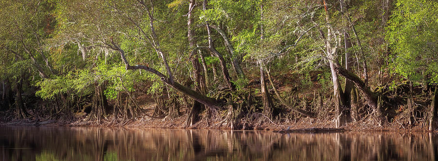 Edisto Riverbank by Patrick M Lynch Edisto Riverbank by Patrick M Lynch