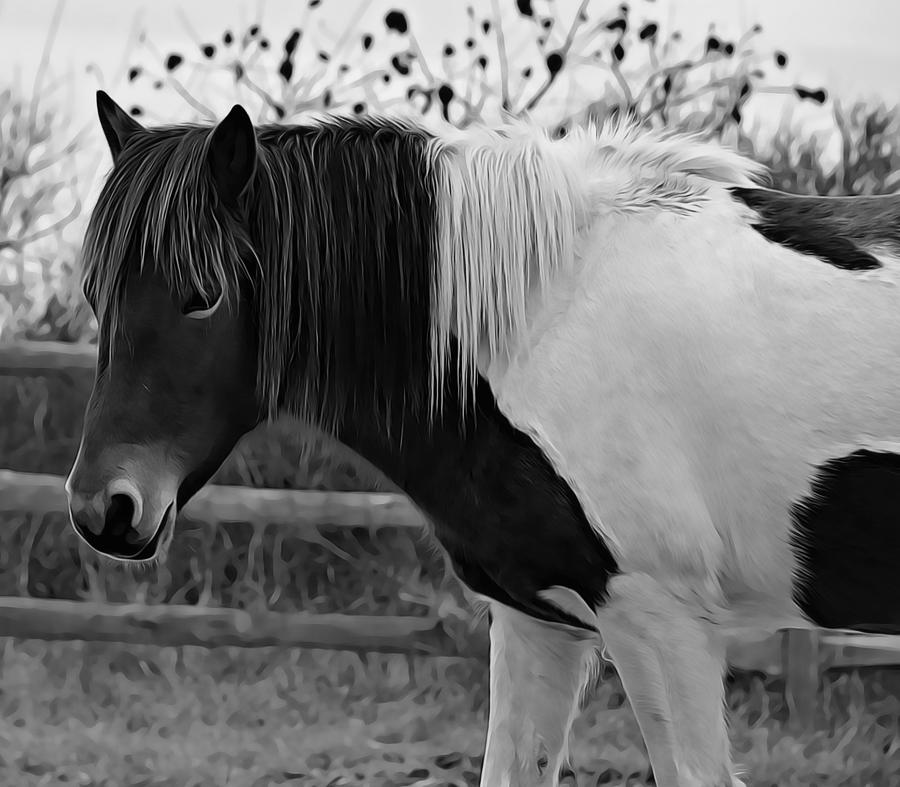 Edit This 10 Pretty Pony Photograph by Gaby Ethington