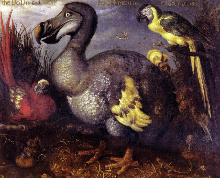 Edwards Dodo Painting by Roelant Savery Edwards Dodo Painting by Roelant Savery