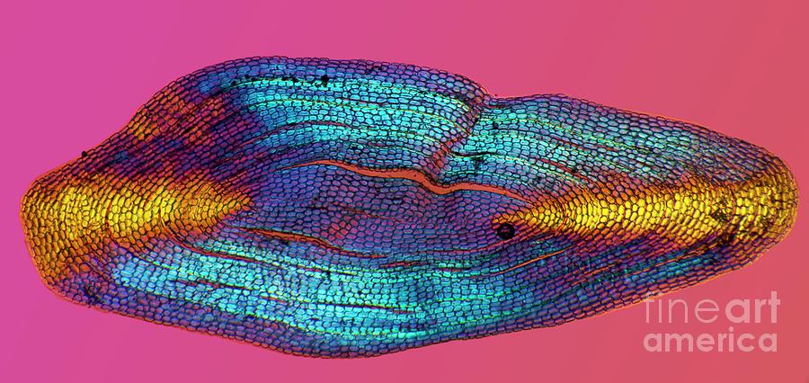 Fish Photograph - Eel Scale by Dr Keith Wheeler/science Photo Library