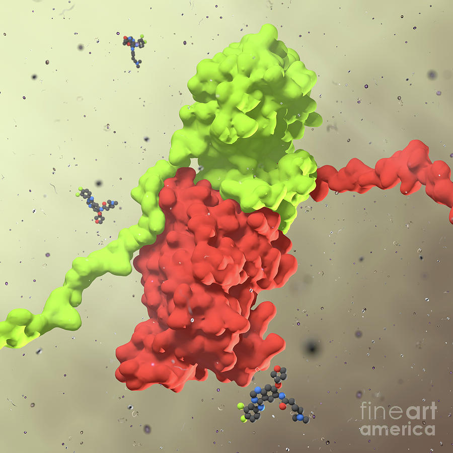 Egfr Receptor Inactivated By Afatinib Photograph by Biolution Gmbh ...