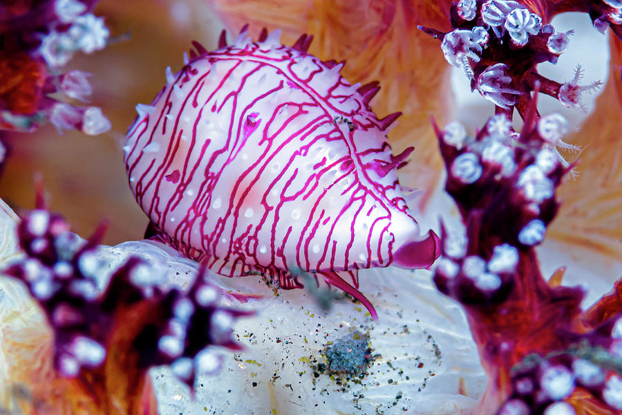 Egg Cowrie On Soft Coral, Tulamben Photograph by Bruce Shafer