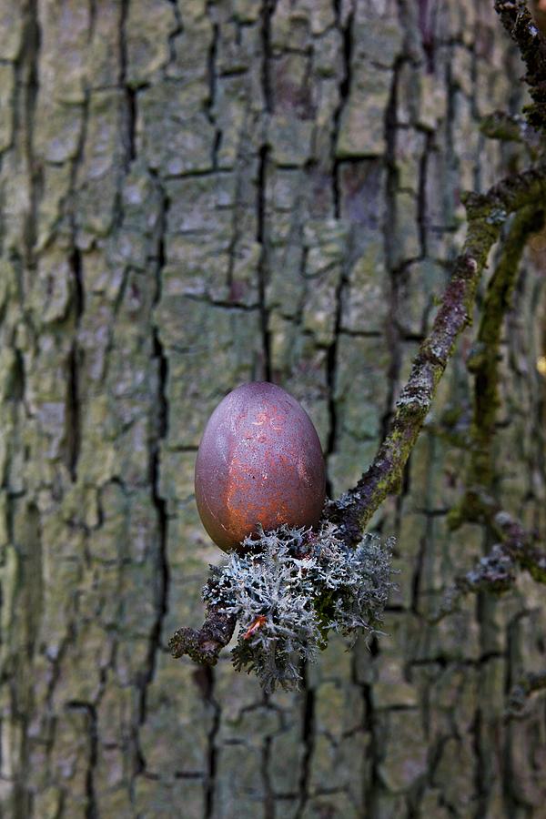 Egg Dyed Using Red Wood Hanging On Branch Covered In Lichen Photograph by Sabine Lscher