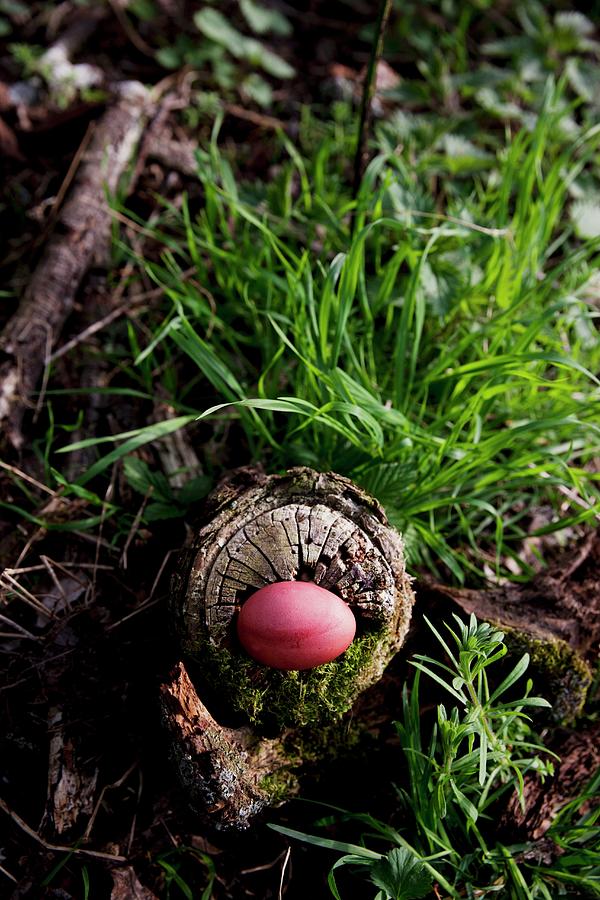 Egg Dyed Using Red Wood On Small Tree Stump Photograph by Sabine Lscher