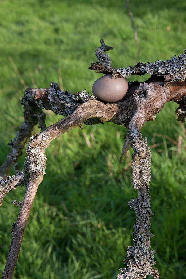 Egg Dyed Using Walnut Shells On Weathered Branch Photograph by Sabine Lscher