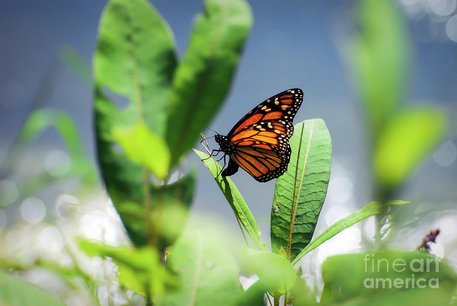 Egg Laying Monarch Butterfly Photograph by Kerri Farley