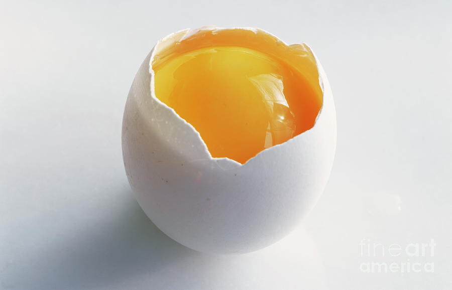 Egg Photograph by Maximilian Stock Ltd/science Photo Library