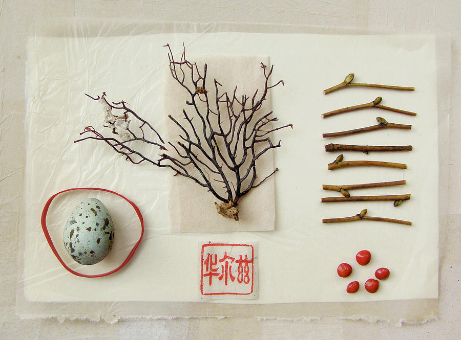 Egg, Sea Fan, Twigs And Red Seeds On Photograph by Fiona Crawford Watson