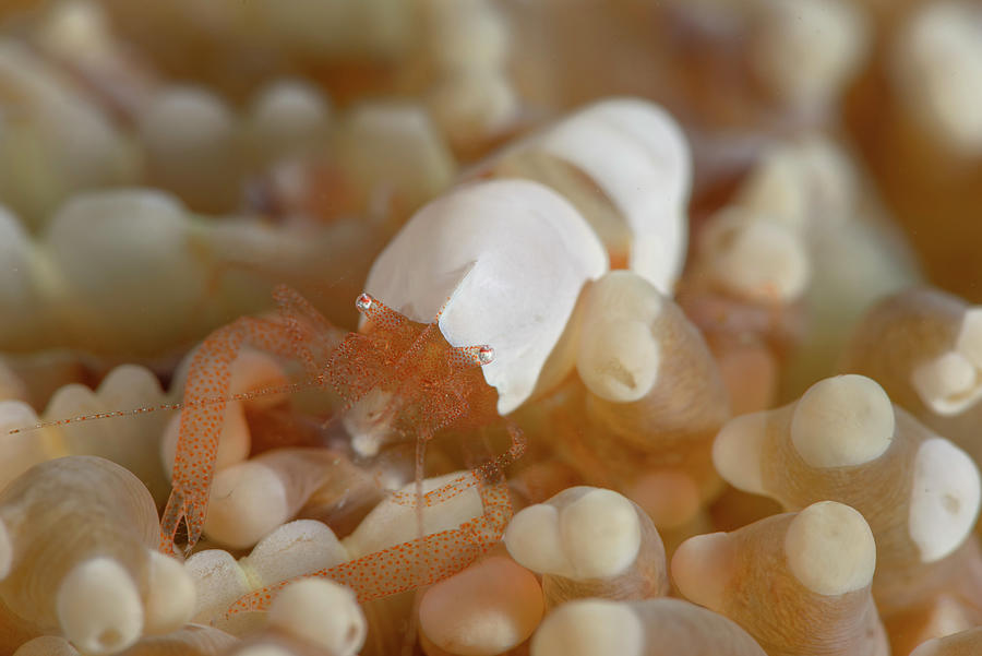 Egg Shell Shrimp And Mushroom Coral Photograph by Andrew Martinez