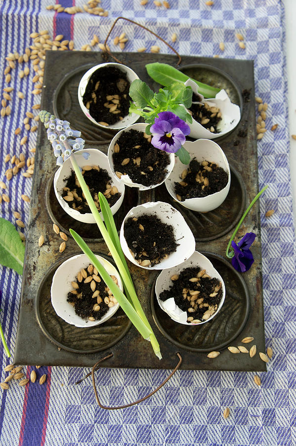 Egg Shells Filled With Soil And Cat Grass Seeds On Baking Tray Photograph by Martina Schindler