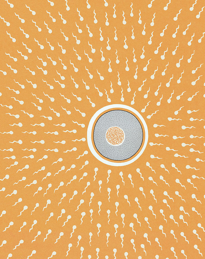 Vintage Drawing - Egg Surrounded by Sperm by CSA Images