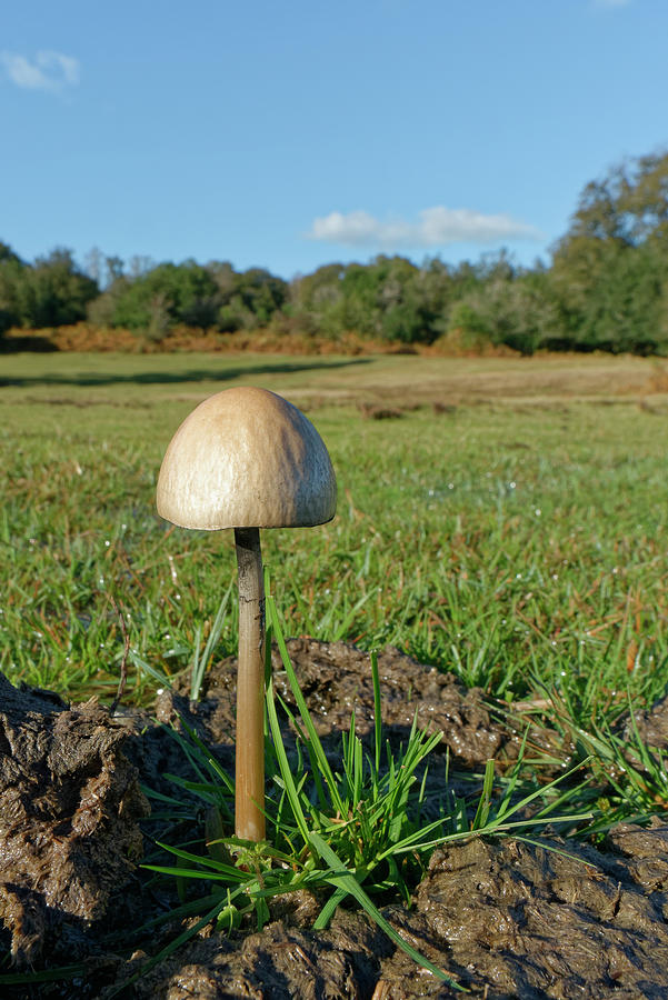 Egghead Mottlegill Mushroom Growing On Horse Dung In Photograph by Nick ...