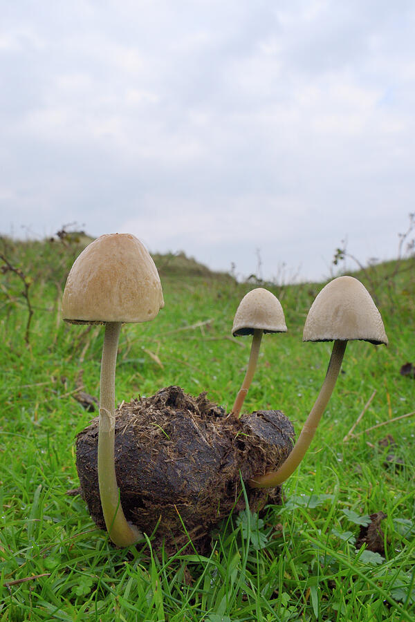 Egghead Mottlegill Mushrooms Growing On Horse Dung Photograph by Nick ...