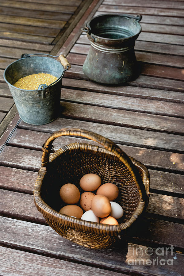Eggs in wicker basket with corn as food for hens. Photograph by Joaquin Corbalan