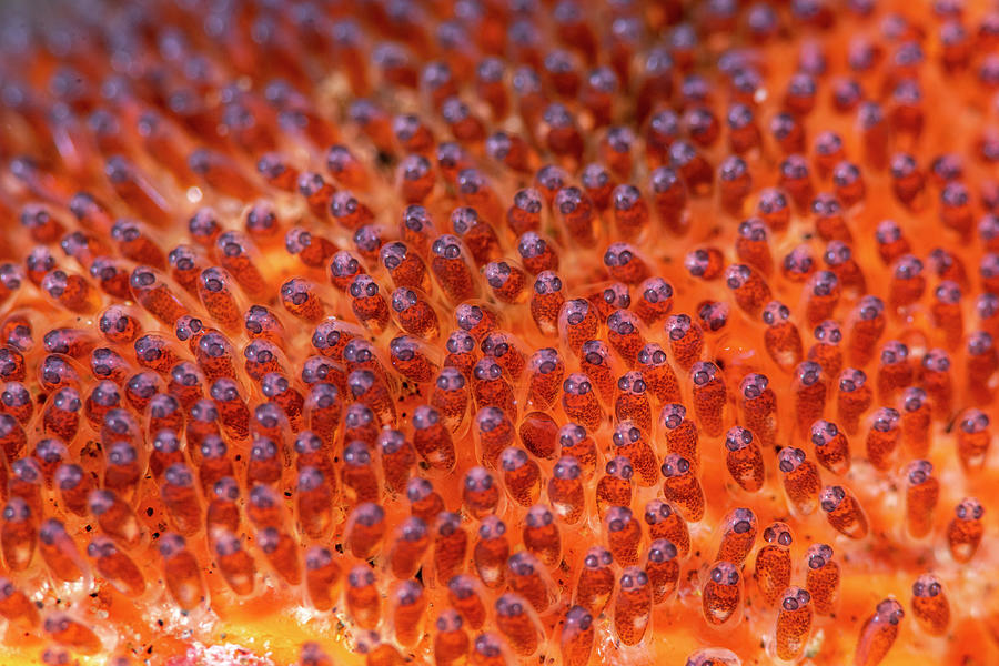 Eggs Of Saddleback Anemonefish Photograph by Andrew Martinez