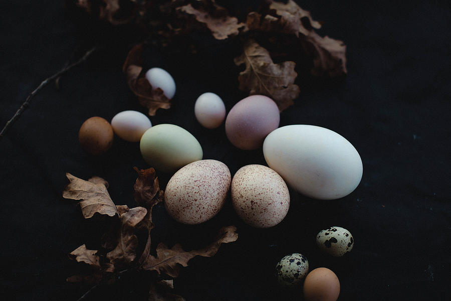 Eggs Of Various Sizes And Colours And Dried Oak Twigs Photograph by Giedre Barauskiene