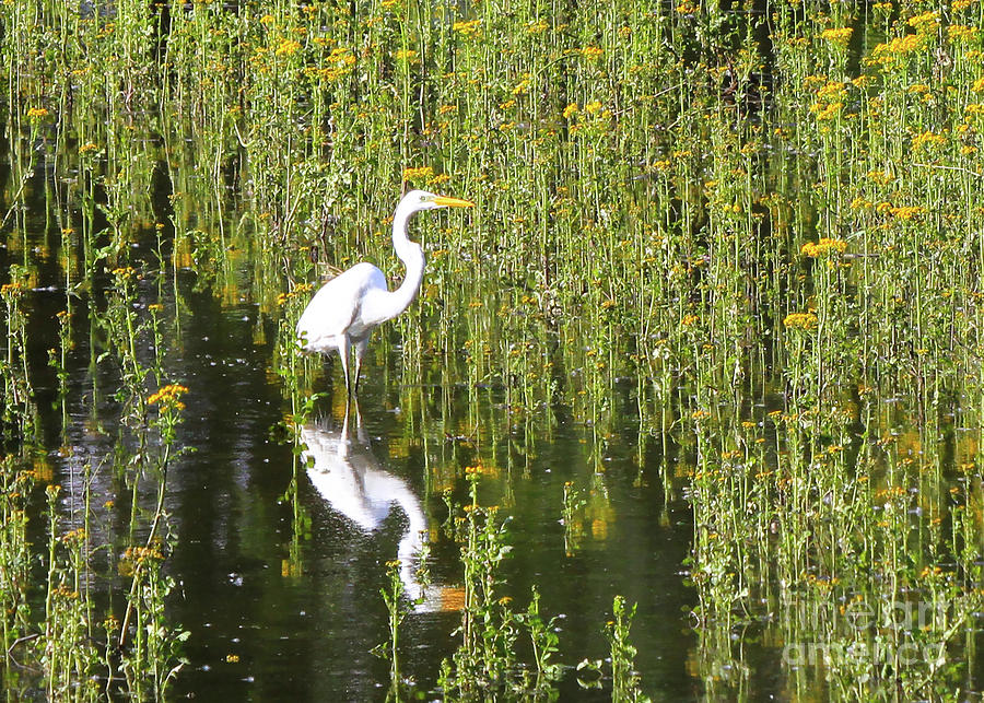 Egret 1 by Paula Guttilla Egret 1 by Paula Guttilla