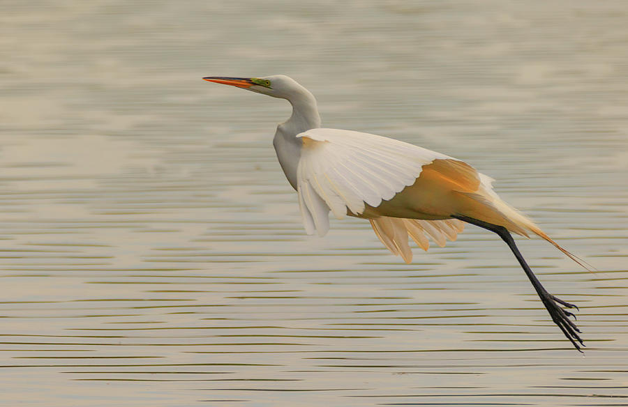 Egret 3 by Richard Kopchock Egret 3 by Richard Kopchock