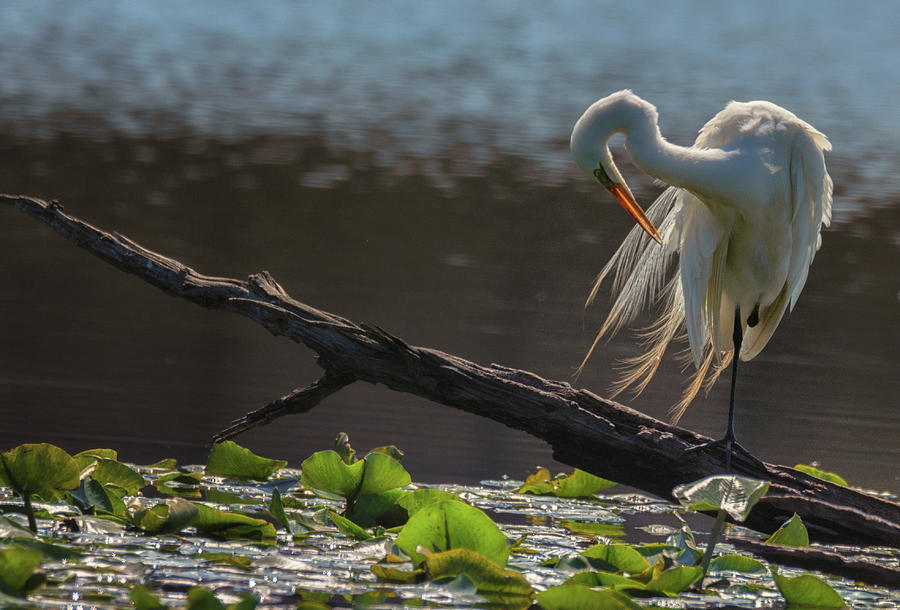 Egret 5 by Richard Kopchock Egret 5 by Richard Kopchock