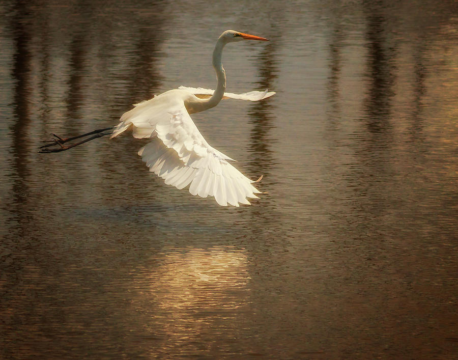 Egret 6 by Richard Kopchock Egret 6 by Richard Kopchock
