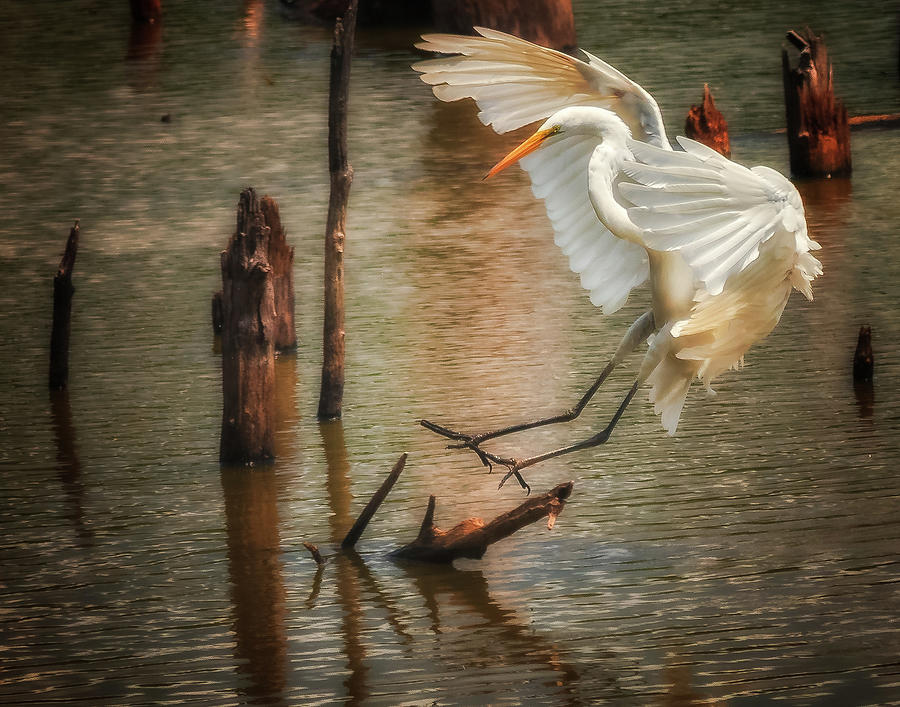 Egret 8 by Richard Kopchock Egret 8 by Richard Kopchock