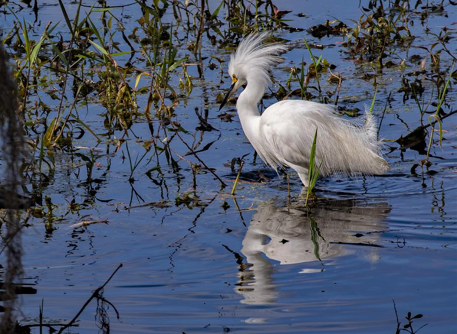 Egret against the Wind Photograph by Margaret Zabor