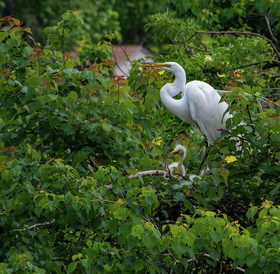 Egret and Chick Photograph by Margaret Zabor