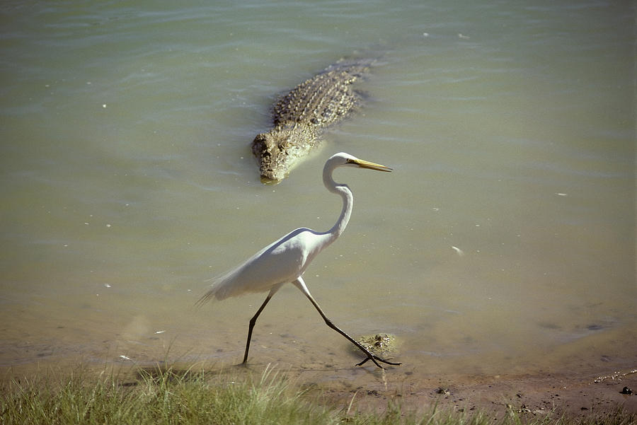 Egret And Crocodile Photograph by Graham Anderson